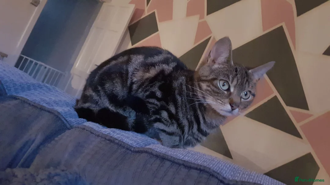 Mixed Breed cats for sale: Tabby female - Advert 2