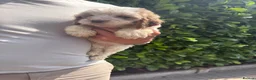 Cockapoo dogs for sale: Stunning cockapoo puppies - Advert 6