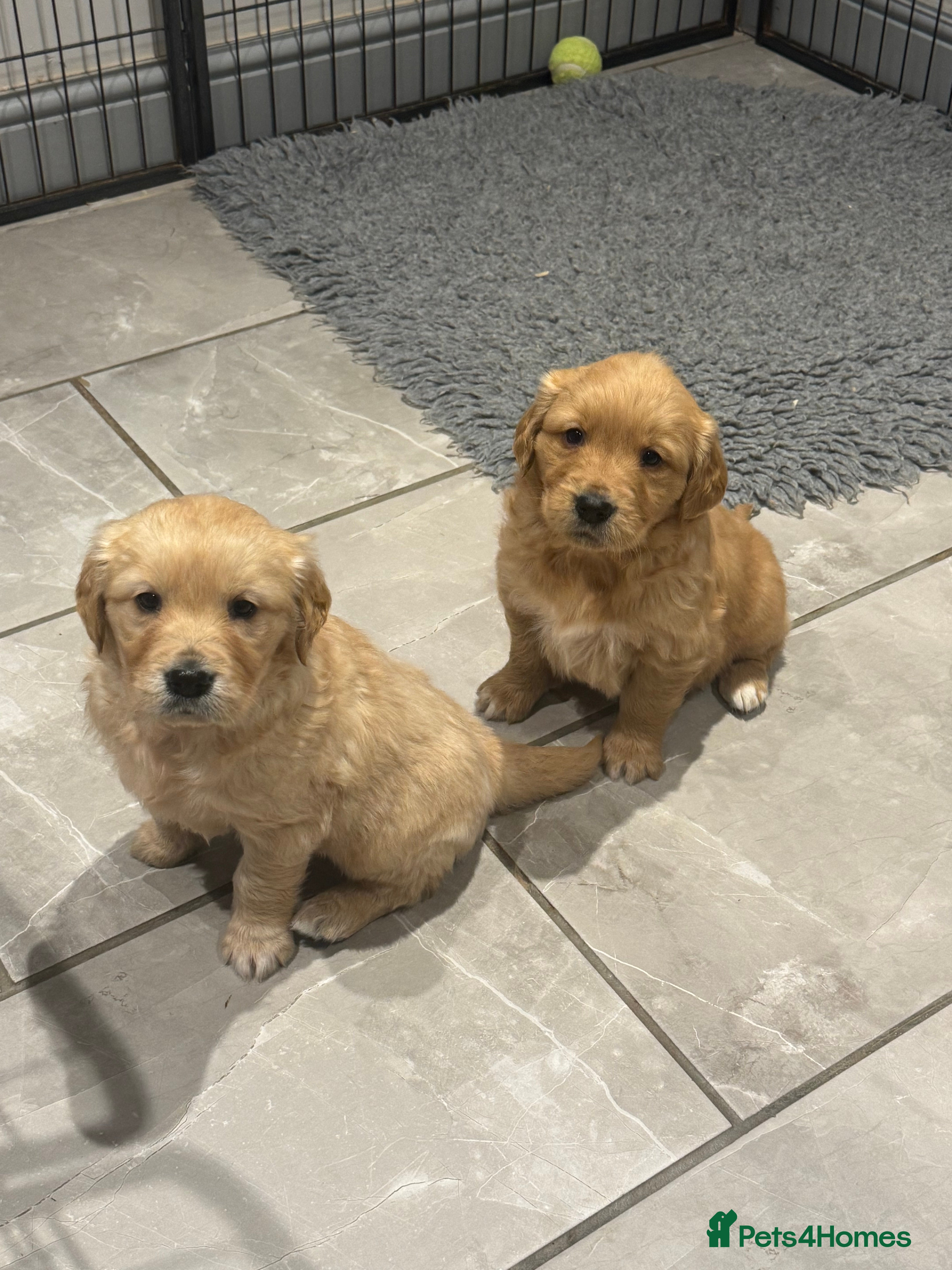 Golden Retriever dogs Gorgeous KC Golden Retrievers  - Advert 3