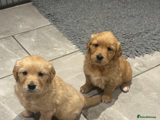 Golden Retriever dogs Gorgeous KC Golden Retrievers - Advert 6