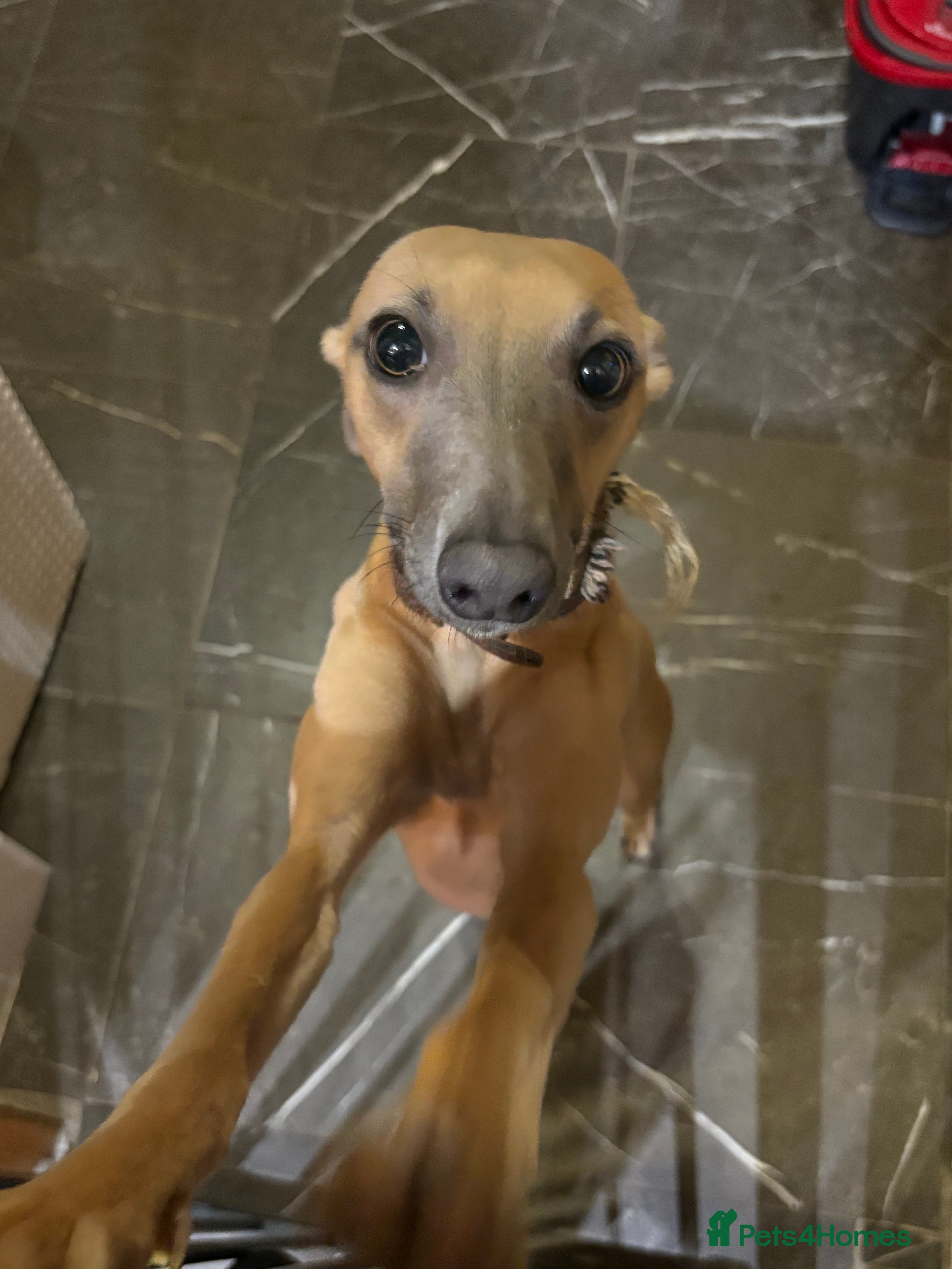 Whippet dogs Whippet female  - Advert 1