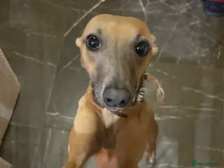 Whippet dogs Whippet female - Advert 1