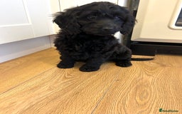 Cockapoo dogs for sale: Beautiful miniature Teddybear Cockapoo  puppies  - Image 26