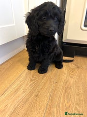Cockapoo Puppy 2