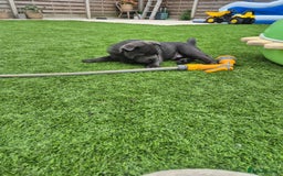 Mixed Breed dogs for sale: Chowxfrenchie Ready for new homes** - Image 6