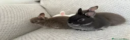 Netherland Dwarf rabbits for sale: Netherland dwarf rabbits - read to go!  - Advert 4