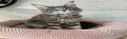 Maine Coon cats for sale: TICA Maine Coon Girls Ready Now DNA clear  - Advert 6