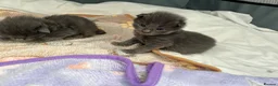 Maine Coon cats for sale: World Champion lineage TICA kittens - Advert 12