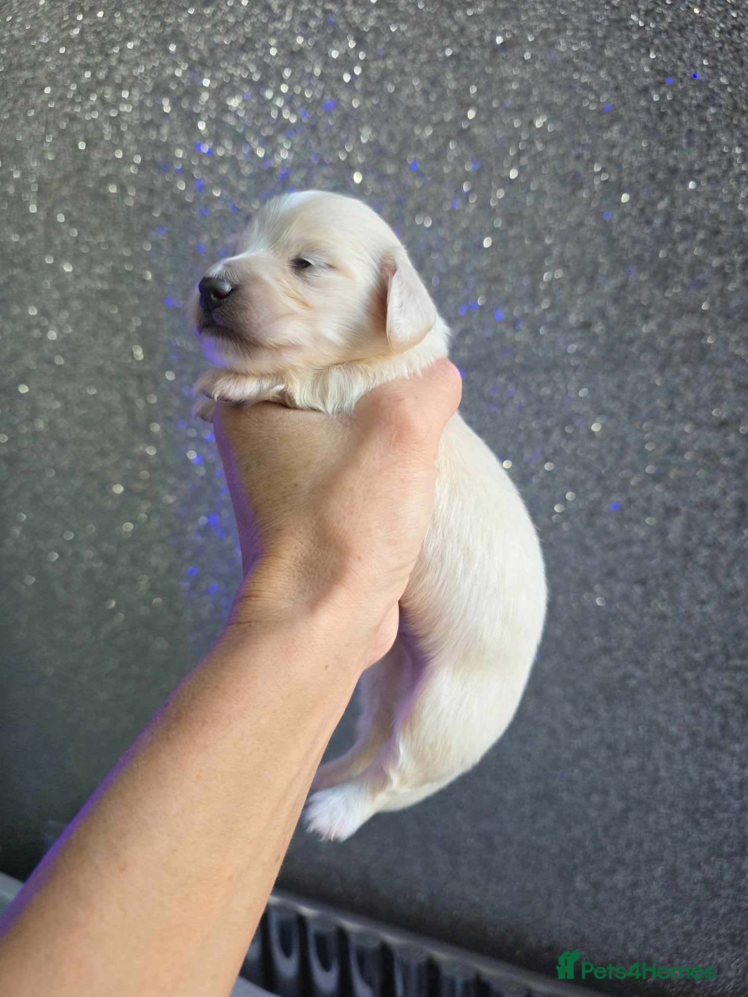 Miniature Dachshund dogs Cream Miniature long-haired  - Advert 16