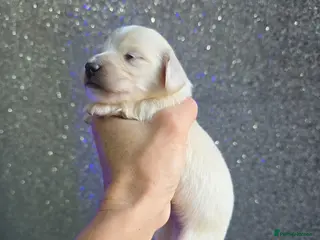 Miniature Dachshund dogs Cream Miniature long-haired - Advert 16