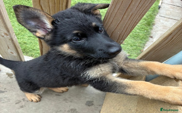 German Shepherd dogs - Advert 6