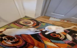 Siamese cats for sale: Flame point siamese  - Advert 2