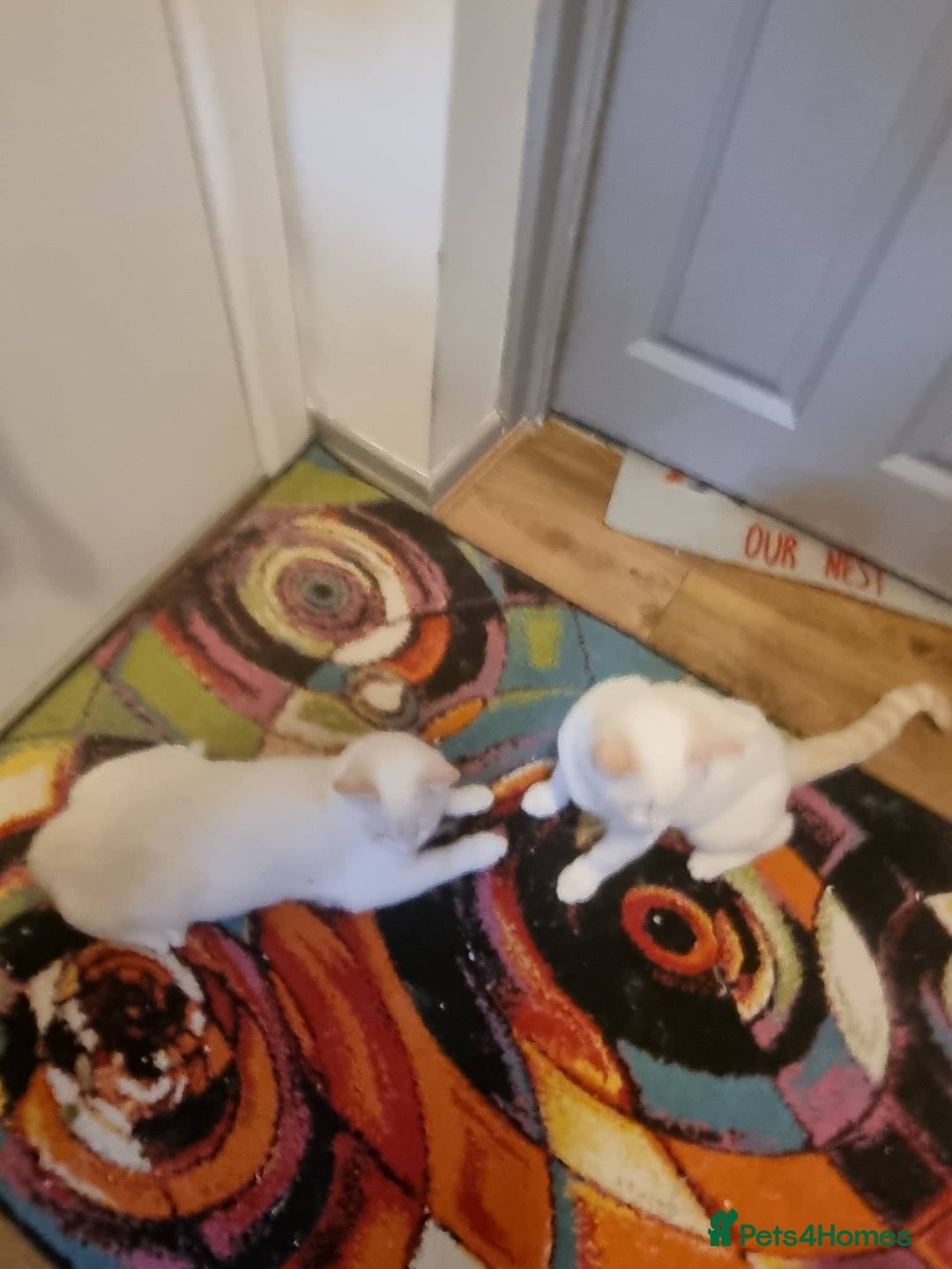 Siamese cats for sale: Flame point siamese  - Advert 2