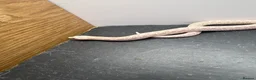 Snake reptiles for sale: Snow western Hognose 66 het sable  - Advert 1