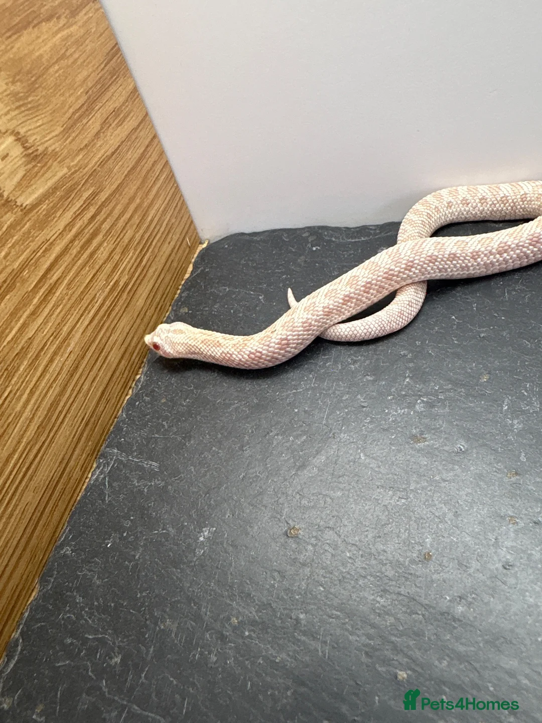 Snake reptiles for sale: Snow western Hognose 66 het sable  - Advert 1