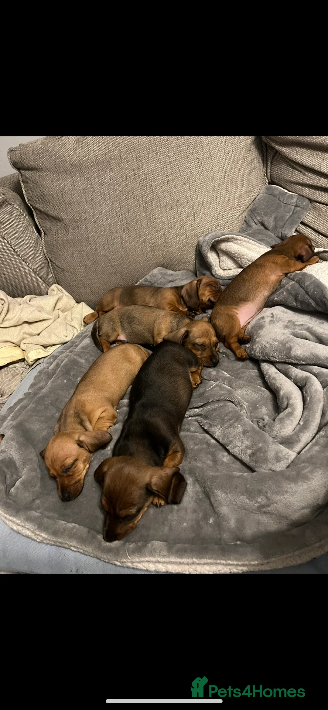 Dachshund dogs for sale: Red dachshund puppies  - Advert 8