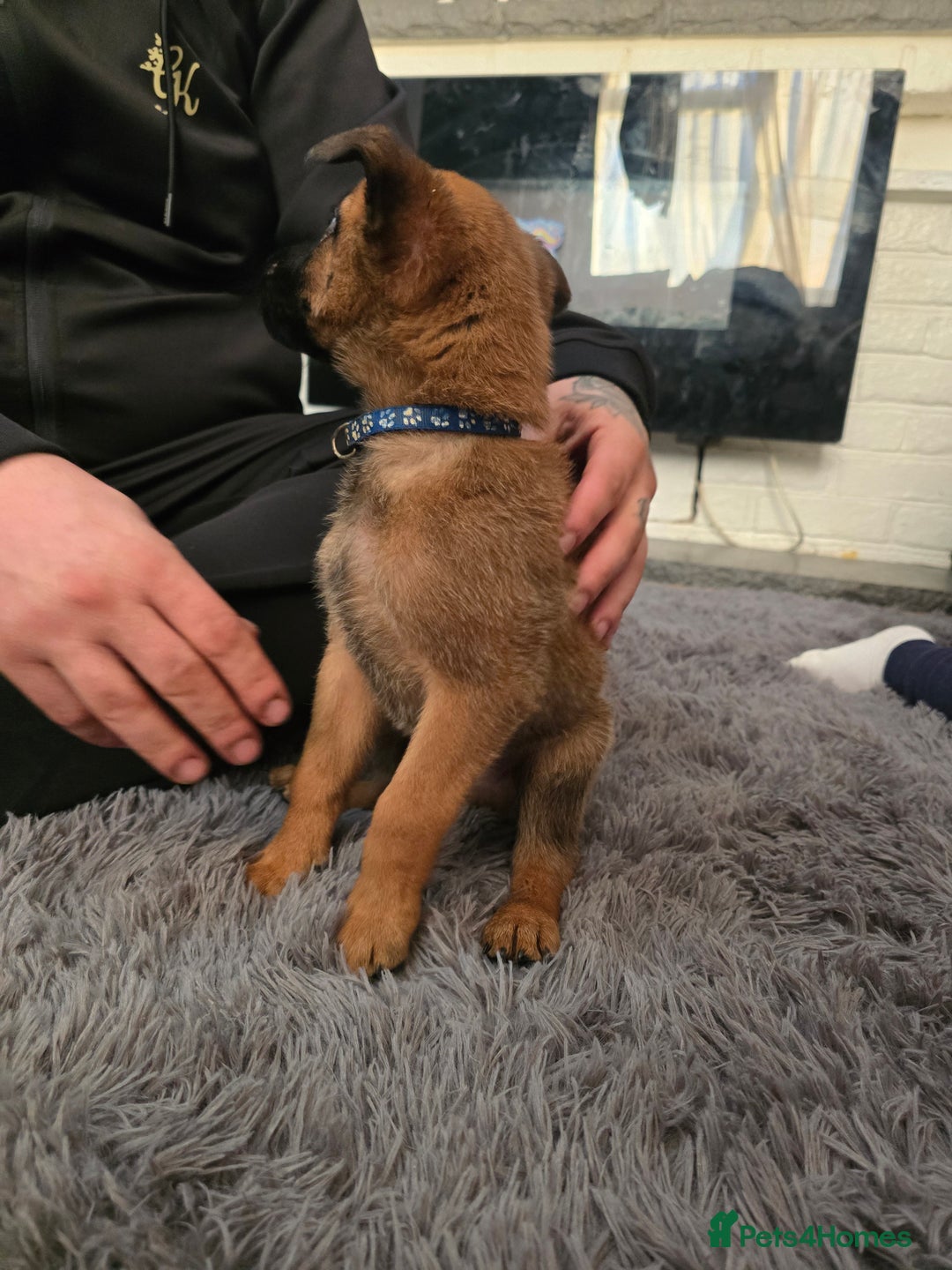 Belgian Shepherd Dog dogs for sale: Belgium malinois pups  - Advert 13