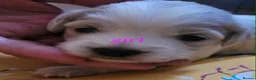 Mixed Breed dogs for sale: Cockerpoo in Kilmarnock - Advert 5