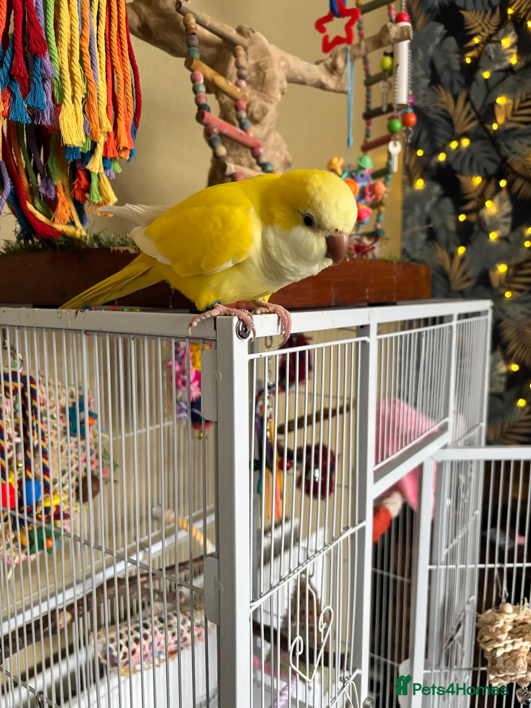 Parakeets birds for sale: Quaker bird for sale (monk parakeet) - Advert 1