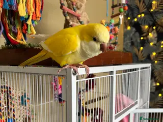 Parakeets birds Quaker bird for sale (monk parakeet) - Advert 1