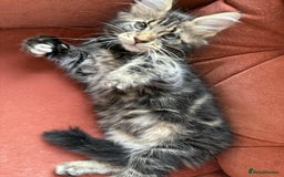 Maine Coon cats for sale: Maine coon - Image 29
