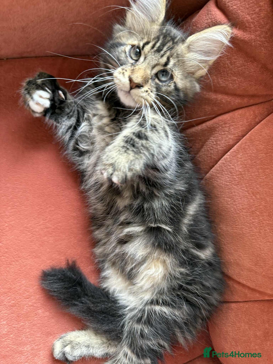 Maine Coon cats for sale: Maine coon - Image 29