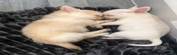Chihuahua dogs for sale: *READY 24TH JUNE * Chihuahua pups for sale - Advert 4