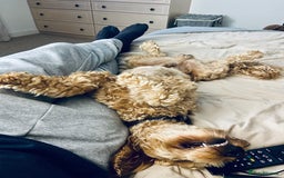 Cockapoo dogs for sale: 3 year old F3 Cockapoo - Image 5