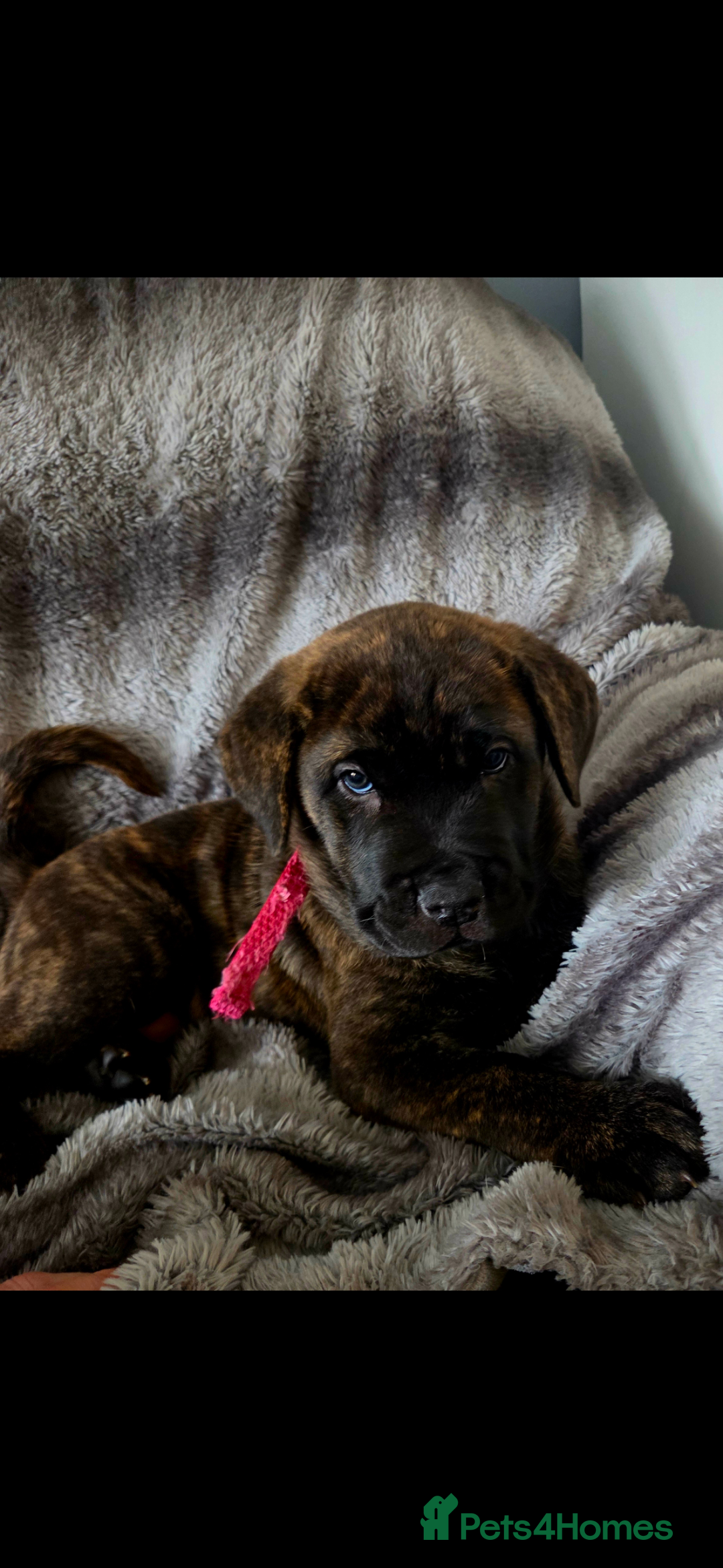 Mixed Breed dogs for sale: Mixed breed chow chow /great dane mastiff  - Image 4