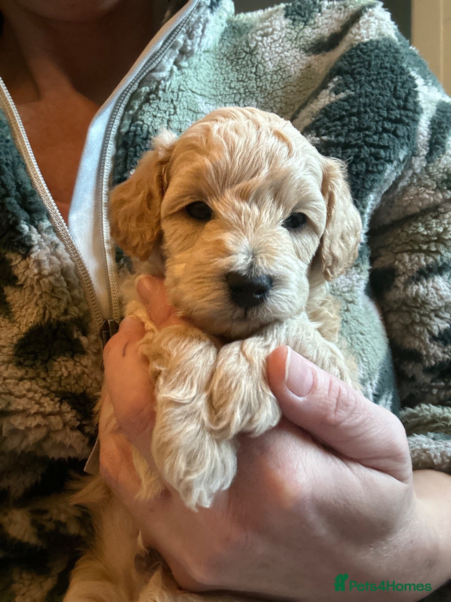 Maltipoo dogs for sale: Fully health tested tiny maltipoo pups - Advert 2