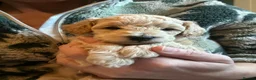 Maltipoo dogs for sale: Fully health tested confident happy maltipoo pups - Advert 2