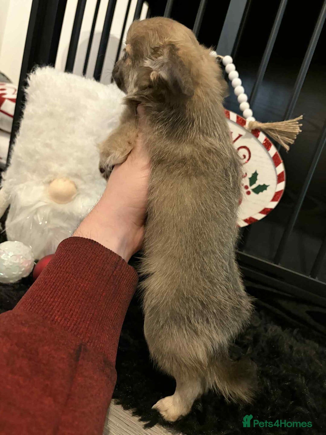 Chihuahua dogs for sale: Beautiful Chihuahua Boy - Advert 5