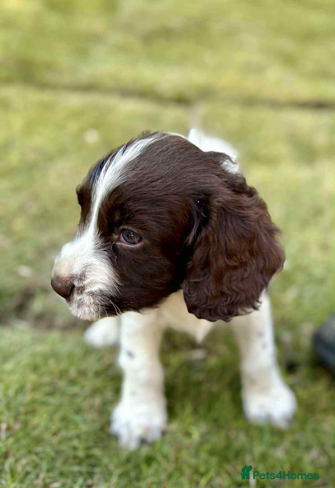 Sprocker dogs for sale: 2 sprocker girls  - Image 4