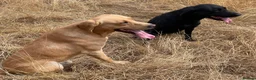 Labrador Retriever dogs for sale: KC Reg DNA Clear Pups from Health Tested Parents - Advert 8