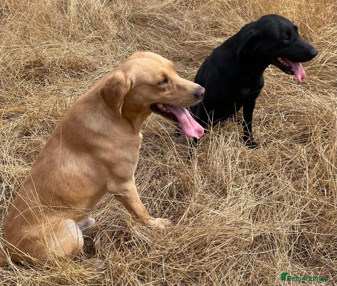 Labrador Retriever dogs for sale: KC Reg DNA Clear Pups from Health Tested Parents - Advert 8
