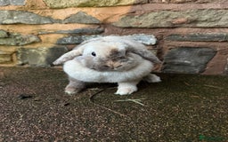 Mini Lop rabbits for sale: Lilac self buck chocolate harli female mini lops  - Advert 7
