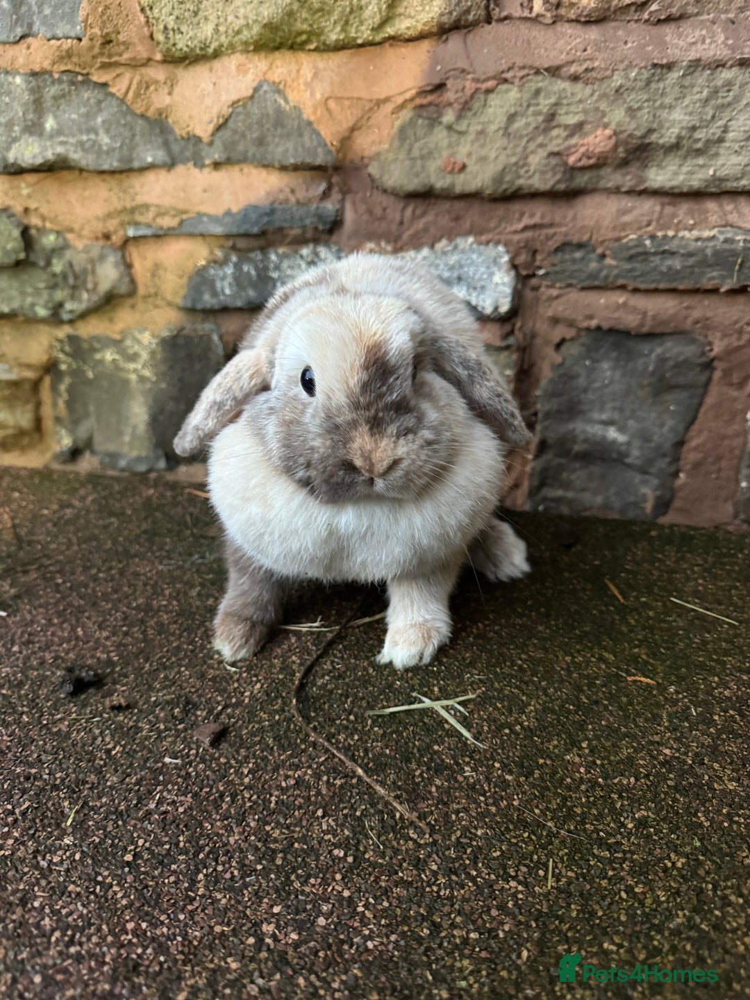 Mini Lop rabbits for sale: Lilac self buck chocolate harli female mini lops  - Advert 7