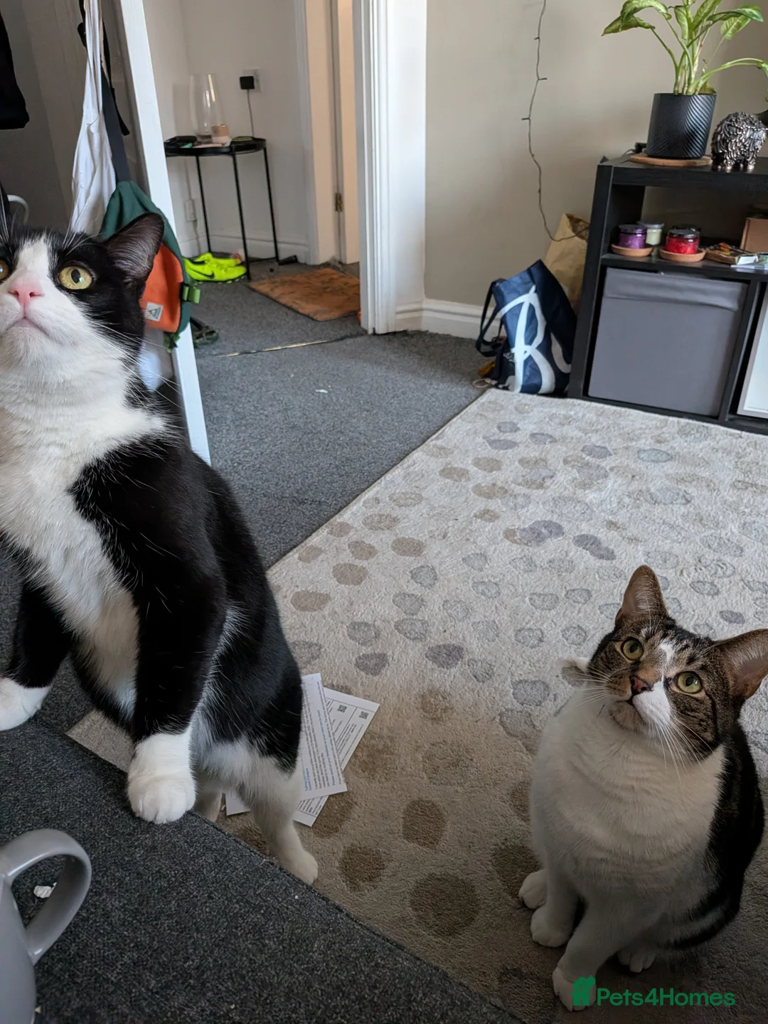 Mixed Breed cats for sale: Brother and Sister Packed  in Nottingham - Advert 1
