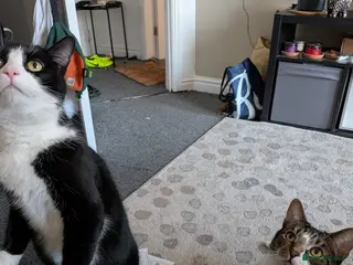 Mixed Breed cats Brother and Sister Packed in Nottingham - Advert 2