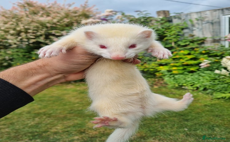 Ferret rodents - Advert 1