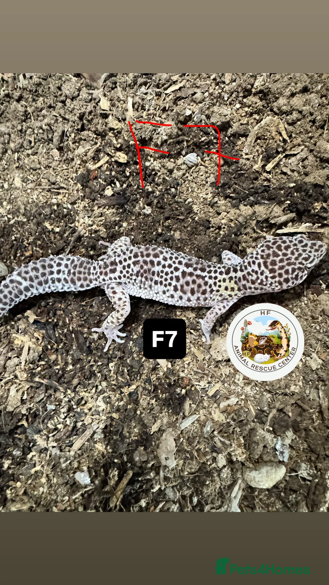 Gecko reptiles for sale: Lizards for rehome  - lot to choose from  in Nottingham - Advert 19