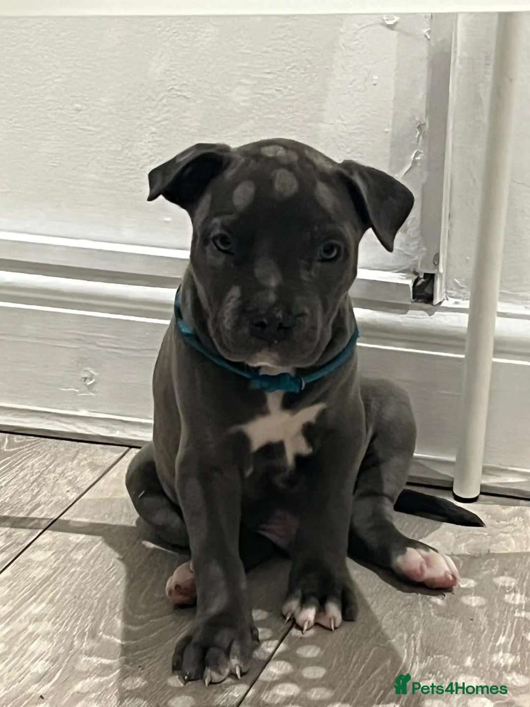 Mixed Breed dogs for sale:  Rare Brutale bloodline 🔥Staffyxhusky puppies 🔥 - Advert 28