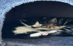 Domestic Shorthair cats for sale: 2 female Kittens - Image 4