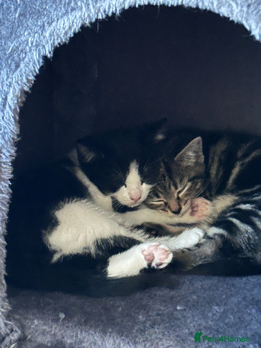 Domestic Shorthair cats for sale: 2 female Kittens - Image 4