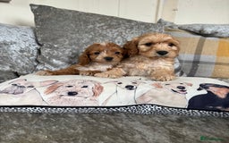 Cockapoo dogs for sale: Gorgeous babies 🥰 - Image 7