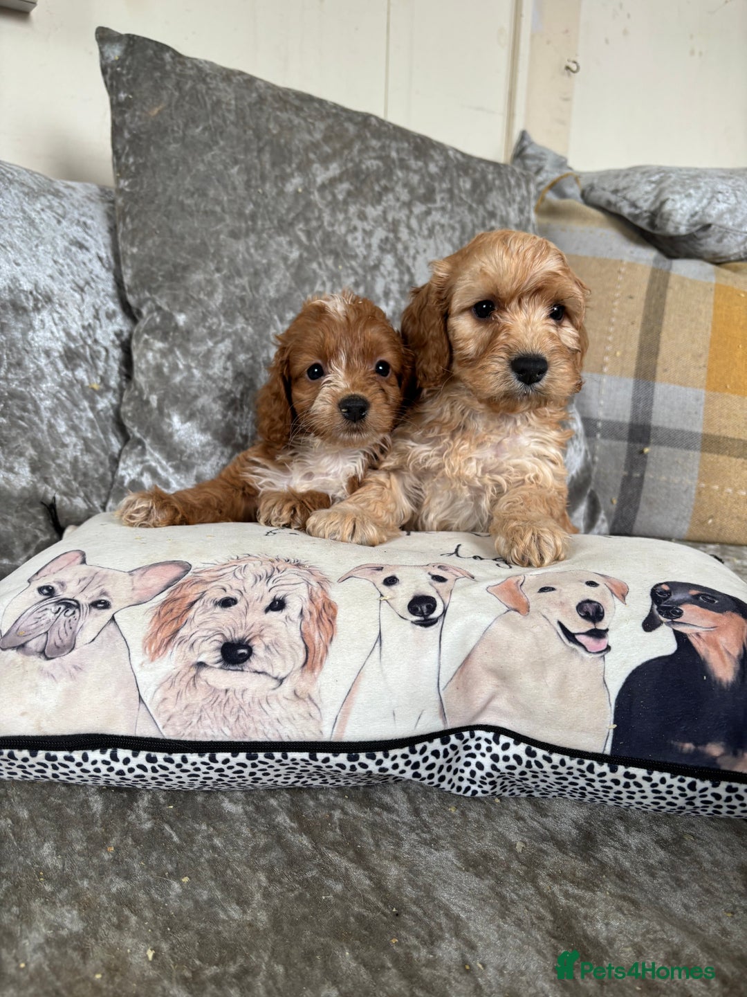 Cockapoo dogs for sale: Gorgeous babies 🥰 - Image 7