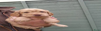 Cocker Spaniel 2