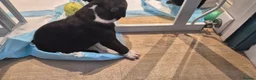 Mixed Breed dogs for sale: Beautiful Staffy x pups - friendly and healthy - Advert 19
