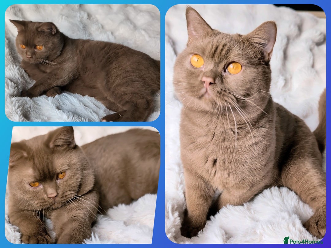 British Shorthair cats for stud: 💦CINNAMON🩸Blood B❣️GCCF & TICA 💙STUD only  - Advert 15