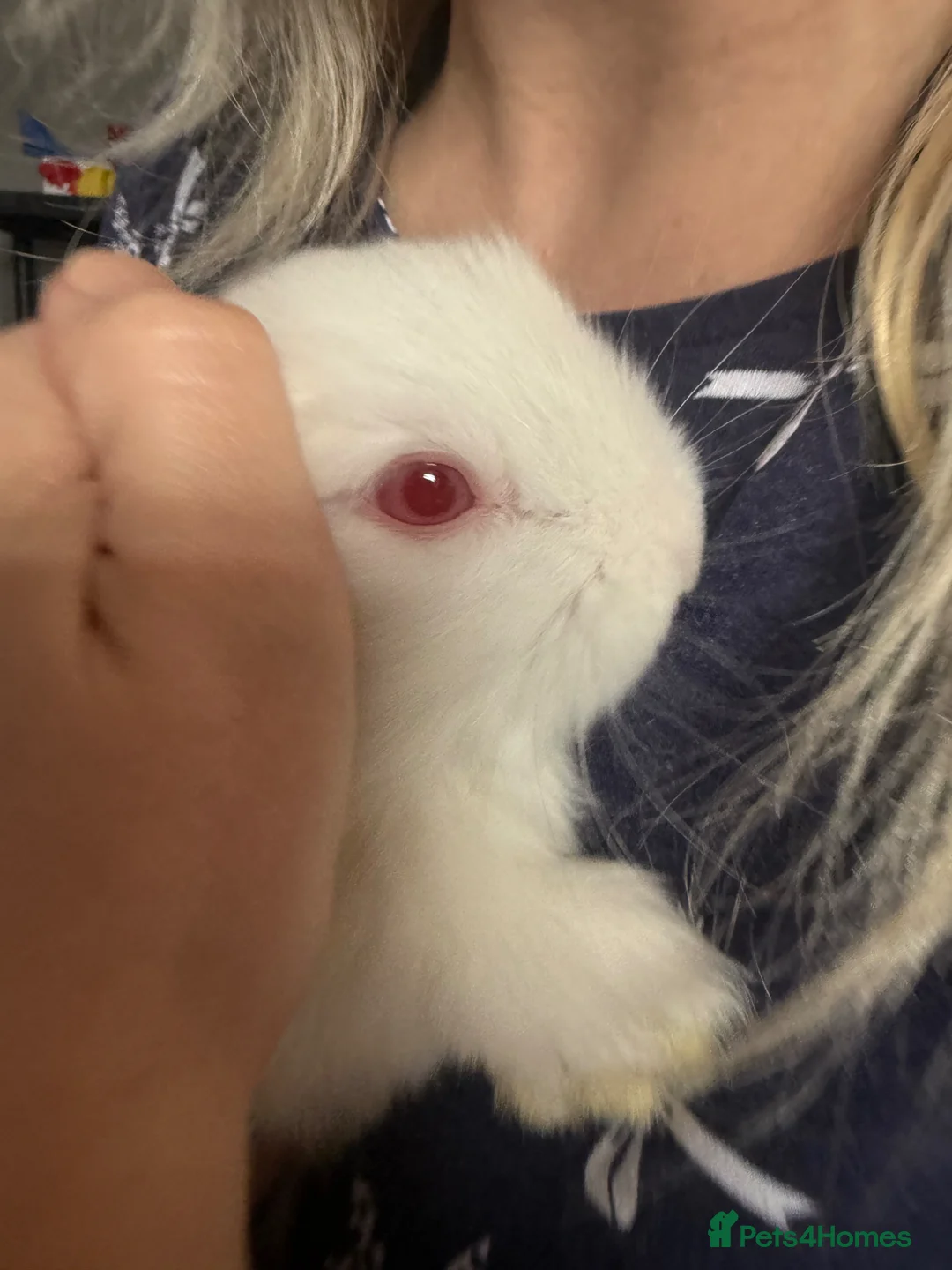 Mini Lop rabbits for sale: Two mini lops in Radstock - Advert 3